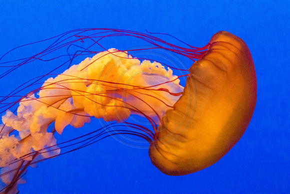 Monterey Aquarium, Jellyfish170-5118
