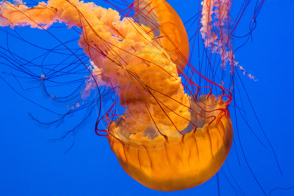 Monterey Aquarium, Jellyfish170-5123