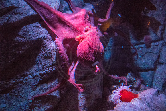 Monterey Aquarium, Octopus170-5133