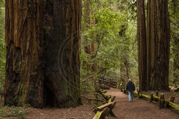 Armstrong Redwoods SP170-5461