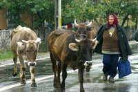 Capataneni, Cows in Road030926-9146