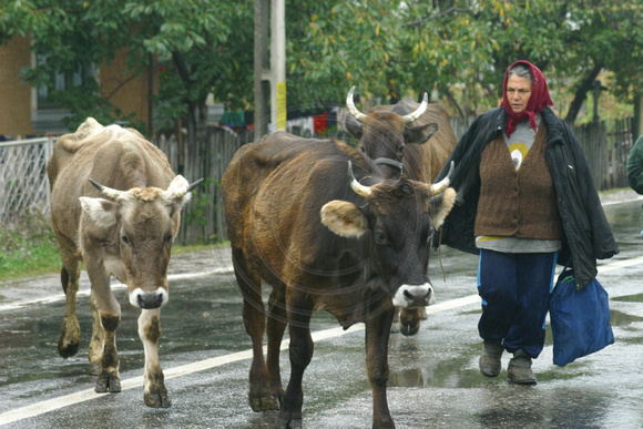 Capataneni, Cows in Road030926-9146