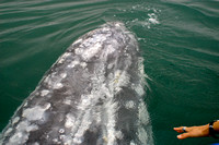 Gray Whale, Baja California, Mexico