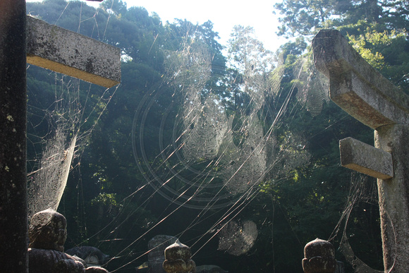 Hagi, Tokoji Temple, Spider Webs0831991