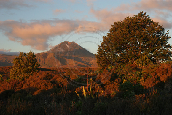 Tongariro NP, Mt Ngauruhoe0731435