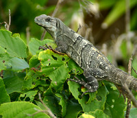 Tulum, Iguana on Leaves021115-9874a
