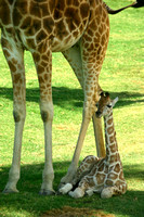 San Diego, Wild Animal Park, Giraffes, Mom and Baby, V030812-8219a