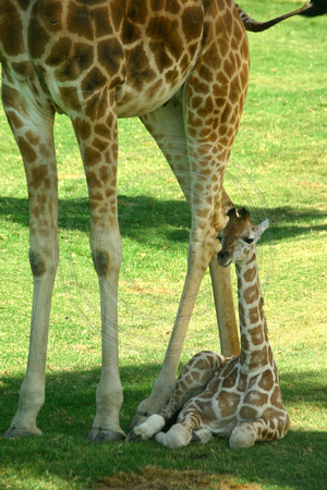 San Diego, Wild Animal Park, Giraffes, Mom and Baby, V030812-8219a