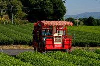 Kagoshima, Green Tea Harvesting0831414