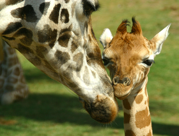 San Diego, Wild Animal Park, Giraffes, Mom and Baby030812-8232a