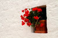 Alberobello, Flowers1023519a