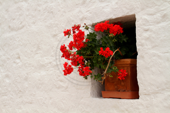 Alberobello, Flowers1023519a