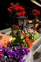 Grindelwald, Flowers V0942203