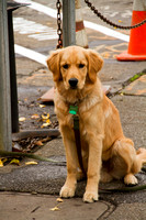 Davis, Golden Retriever Pup V112-3793