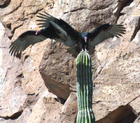 Ensenada Grande, Turkey Vultures on Cactus123-23xx