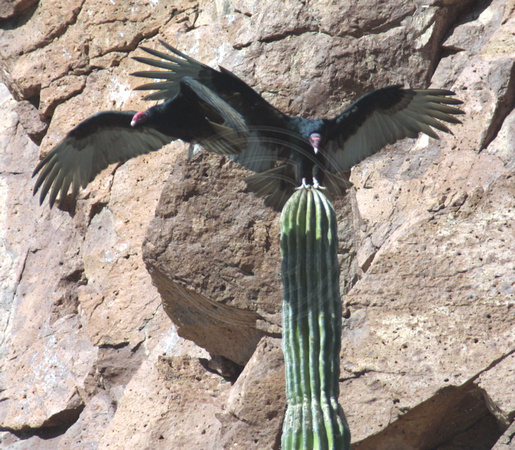 Ensenada Grande, Turkey Vultures on Cactus123-23xx