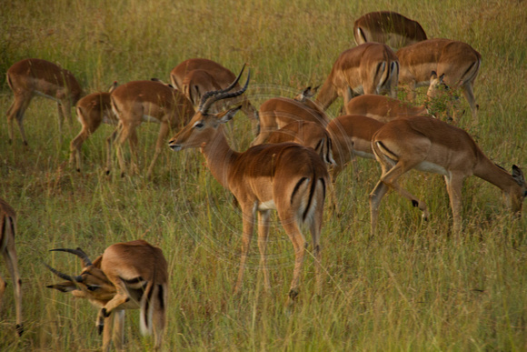 Kruger NP, Impala120-6603