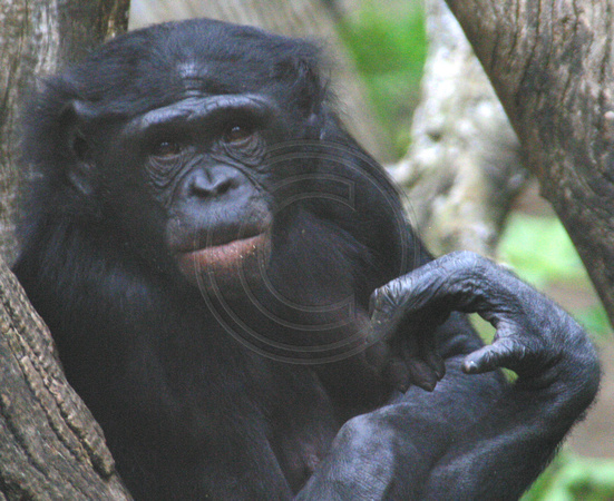 San Diego, Zoo, Chimpanzee030811-7981a