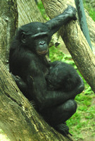 San Diego, Zoo, Chimpanzee, V030811-8001a