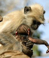 Ranthambhore National Park Monkey, Mother and Baby