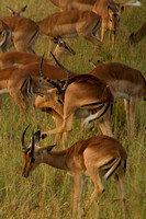 Kruger NP, Impala120-6604