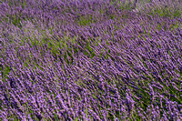 Avignon, Lavender0932840a