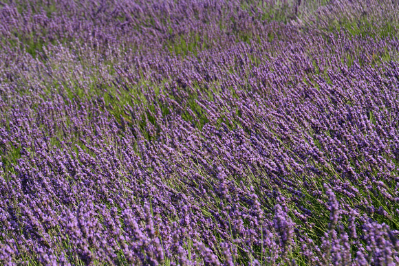 Avignon, Lavender0932840a
