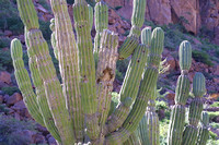 Ensenada Grande, Cacti115-1569