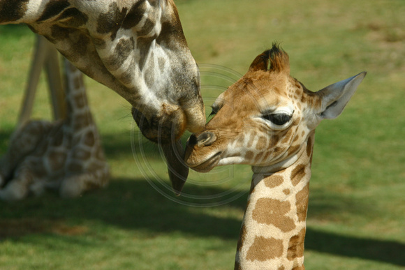 San Diego, Wild Animal Park, Giraffes, Mom and Baby030812-8233