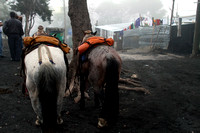 Pacaya Volcano, Base, Horses1115865a