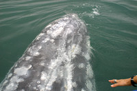 Bahia Magdalena, Whale, Reaching030210-1684