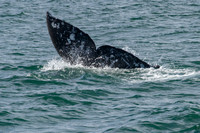 Channel Islands NP, Whale140-9431