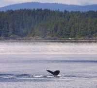 Frederick Sound, Whale, Tail020706-4030a