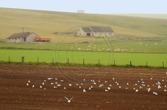 Orkney Islands, Countryside1039841a
