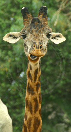 San Diego, Zoo, Giraffe, V030811-7839a