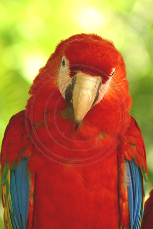Xel-Ha, Macaw, V021115-0090a