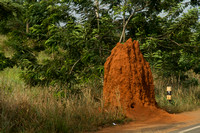Ghana, Coast, Termite Mound120-5783