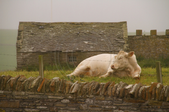 Orkney Islands, Cow1039859a