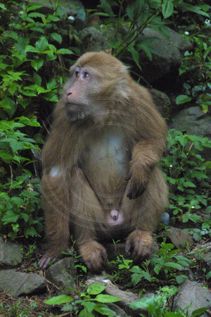 Tankou, Monkey Reserve, Male020405-6190a