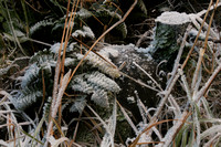 Fiordland NP, Frosted Plants0736584a