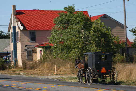 Hartly, Amish Buggy0829099