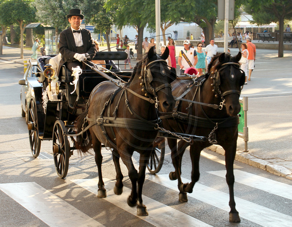 Menorca, Mahon, Horses and Carriage1033738a