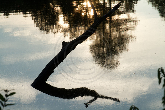 Submerged Tree Branch, Bass Lake, Holly Springs NC
