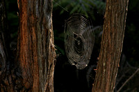 Hahei, Cathedral Cove, Spider Web0732312
