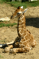 San Diego, Wild Animal Park, Giraffe, V030812-8206