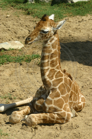 San Diego, Wild Animal Park, Giraffe, V030812-8206
