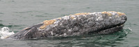 Bahia Magdalena, Whale030210-1694a