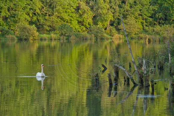 Swan, Bass Lake, Holly Springs NC