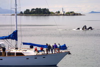 Frederick Sound, Whales Feeding020706-4046