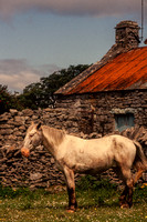 Isle of Inishmore, Horse S V-0389